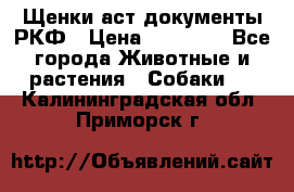 Щенки аст документы РКФ › Цена ­ 15 000 - Все города Животные и растения » Собаки   . Калининградская обл.,Приморск г.